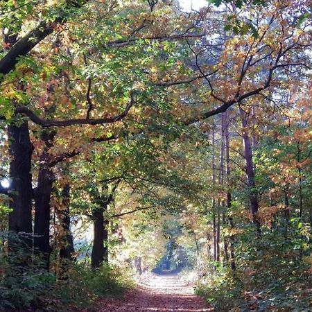 Vakantiehuis Op Rustig Bospark Veluwe Voorthuizen Exterior foto