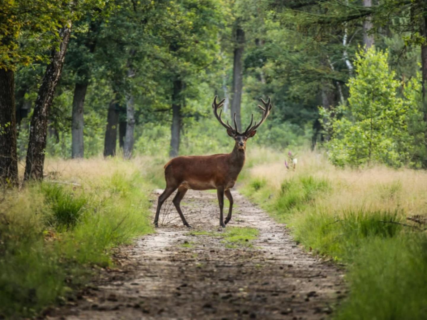Vakantiehuis Op Rustig Bospark Veluwe Voorthuizen Exterior foto